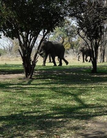 Thorntree River Lodge, Victoria Falls