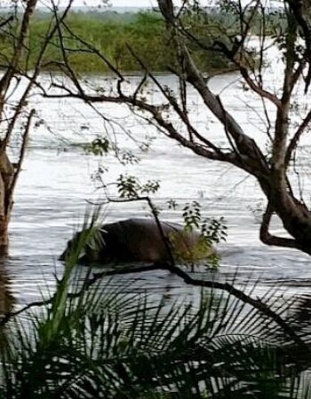 Thorntree River Lodge, Victoria Falls