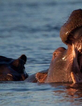 Thorntree River Lodge, Victoria Falls