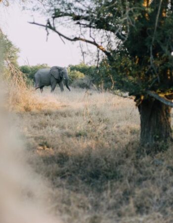 Kruger Untamed Tshokwane River Camp