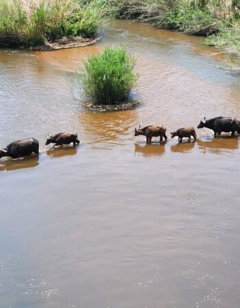 Kruger Shalati – Train on the Bridge & Garden Suites