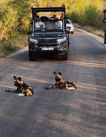 Kruger Shalati – Train on the Bridge & Garden Suites