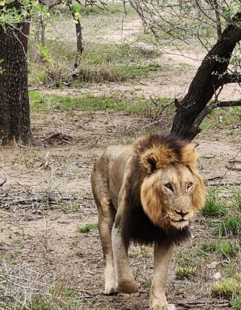 Kruger Shalati – Train on the Bridge & Garden Suites