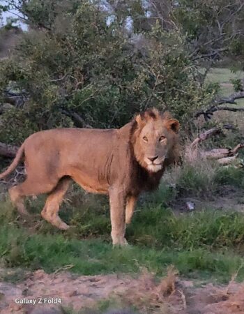Kruger Shalati – Train on the Bridge & Garden Suites