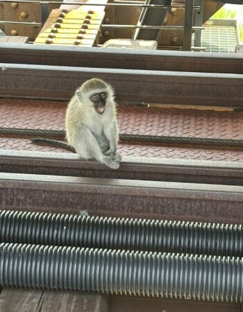 Kruger Shalati – Train on the Bridge & Garden Suites