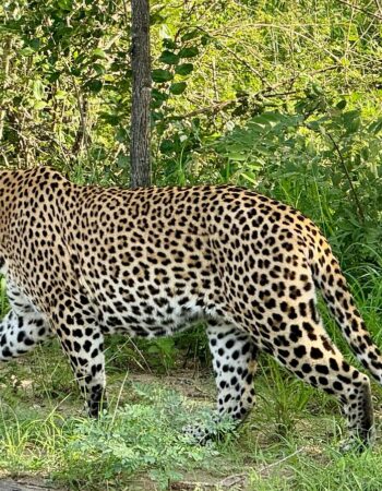 Kruger Shalati – Train on the Bridge & Garden Suites