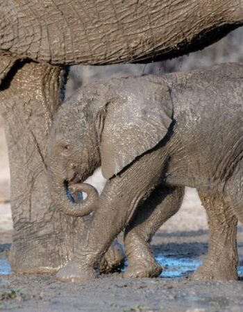Kruger Shalati – Train on the Bridge & Garden Suites