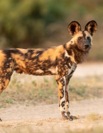 Kruger Shalati – Train on the Bridge & Garden Suites