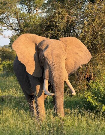 Kruger Shalati – Train on the Bridge & Garden Suites