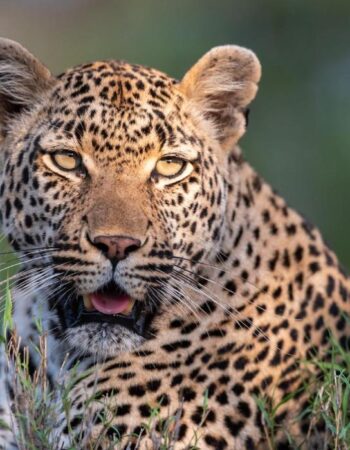 Kruger Shalati – Train on the Bridge & Garden Suites