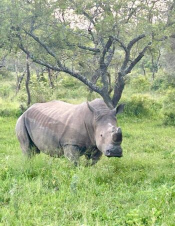 AM Lodge – Hoedspruit