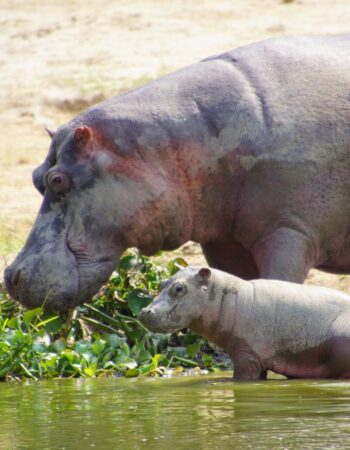 Elephant Plains Lodge Uganda