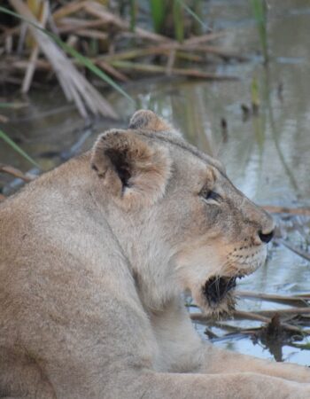 AM Lodge – Hoedspruit
