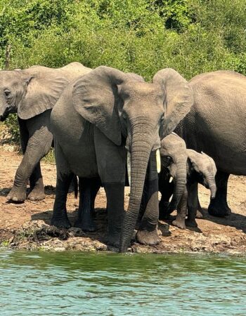 Elephant Plains Lodge Uganda