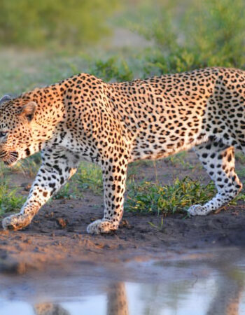 AM Lodge – Hoedspruit