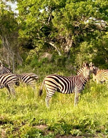 AM Lodge – Hoedspruit