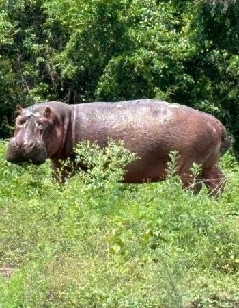 Elephant Plains Lodge Uganda