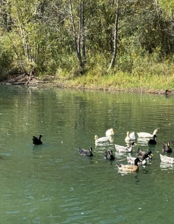 Langetree Duckfarm Retreat & Eco Center: Liberty, Texas